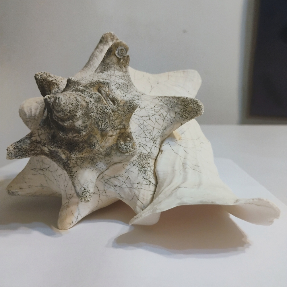 Elegant White and Gray Seashell Sculpture